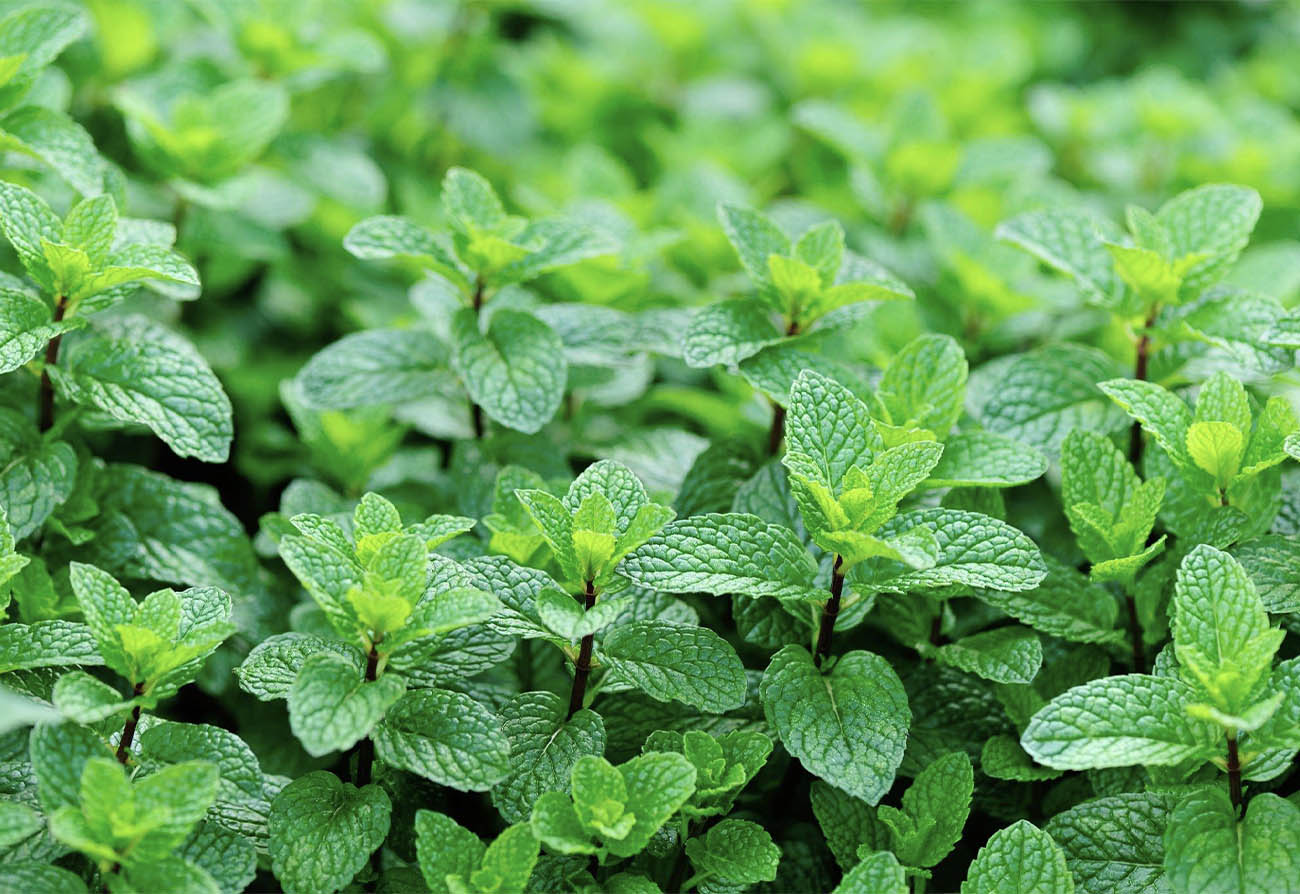 Spearmint Leaf (Mentha Spicata)